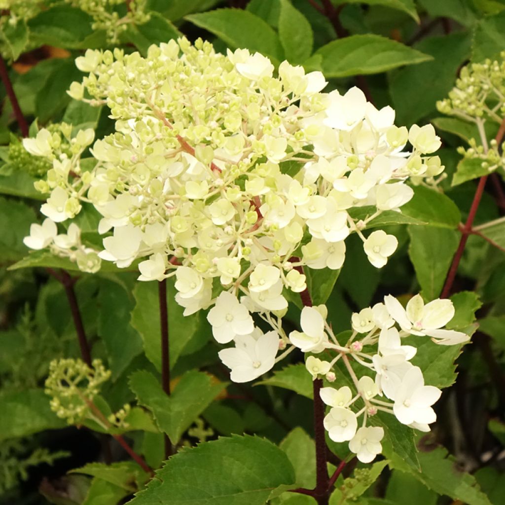 Hydrangea paniculata Pinkachu - Pluimhortensia