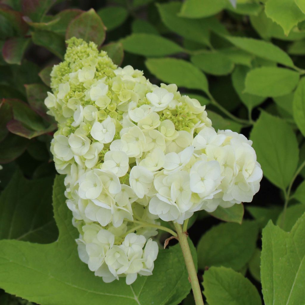 Hydrangea quercifolia Harmony - Eikenbladhortensia
