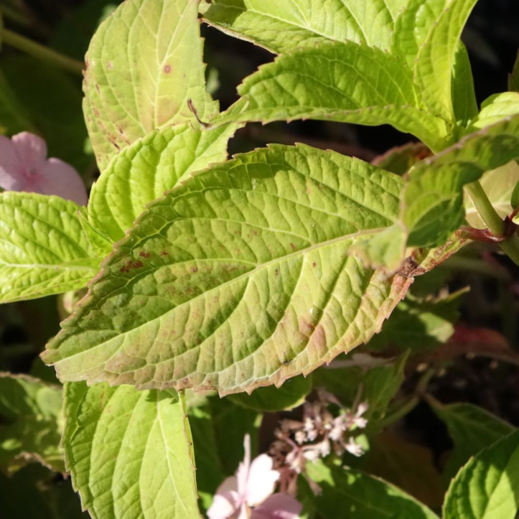Hydrangea serrata Bleuet - Berghortensia