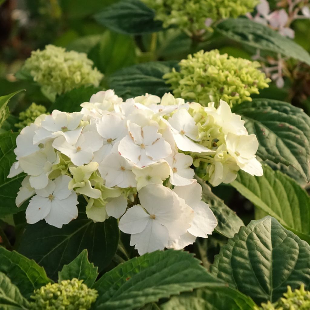 Hydrangea serrata Impératrice Eugénie - Bolhortensia