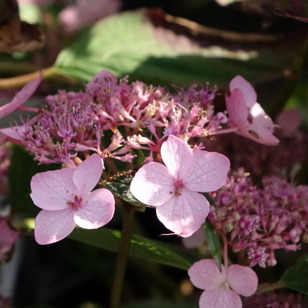 Hydrangea serrata Koreana - Berghortensia