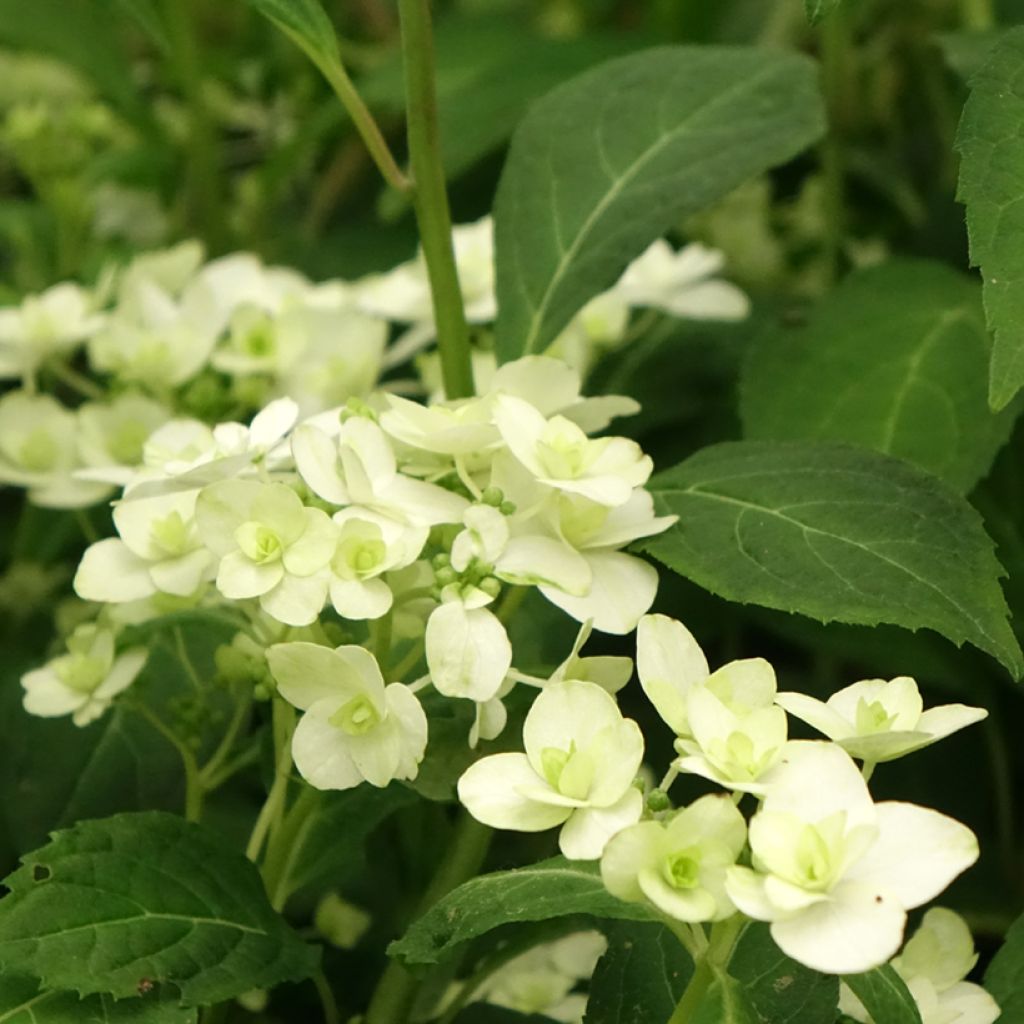 Hydrangea serrata White on White - Bolhortensia