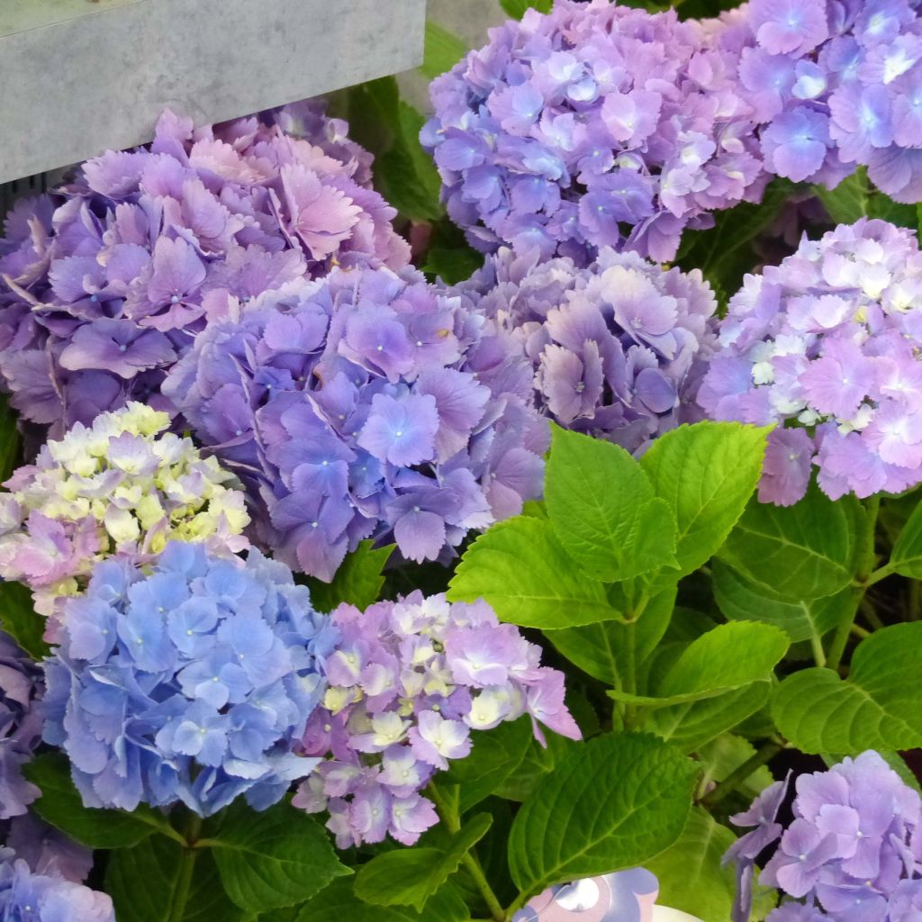 Hydrangea macrophylla L.A Dreamin Lindesy Ann - Bolhortensia