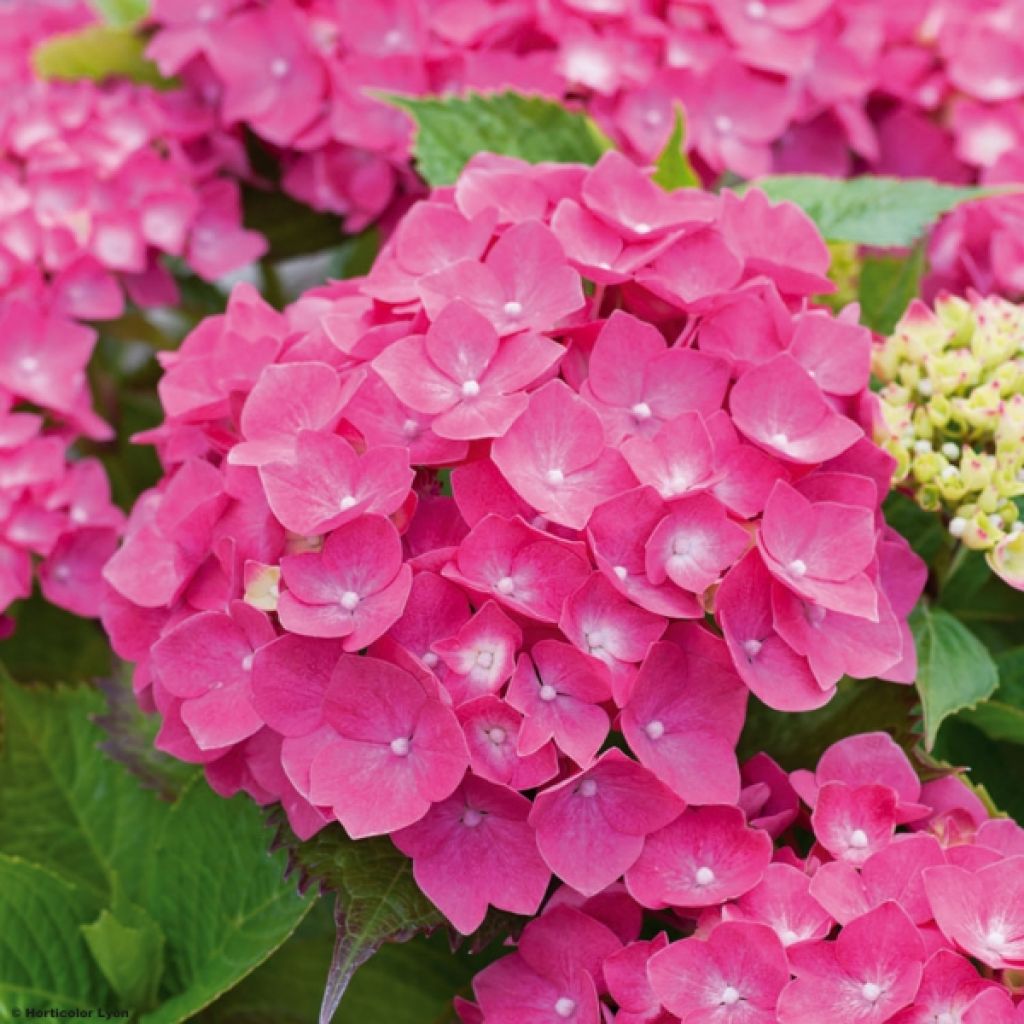 Hydrangea macrophylla Leuchtfeuer - Bolhortensia