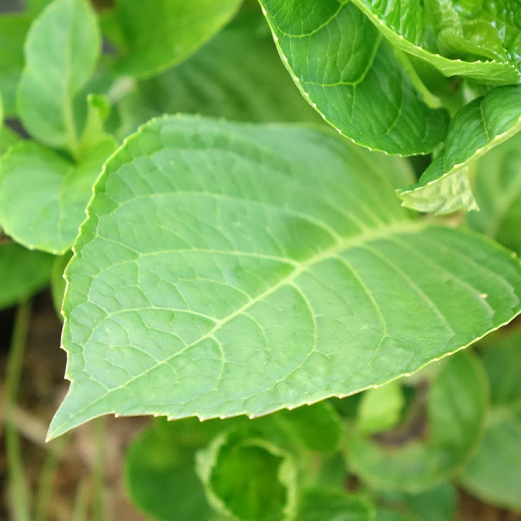 Hydrangea macrophylla King George V - Boerenhortensia