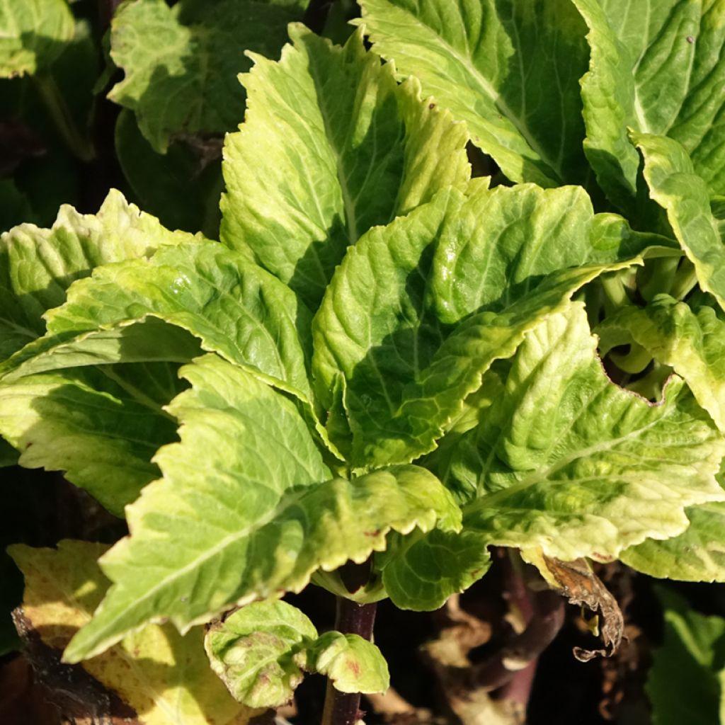 Hydrangea macrophylla So Long Aya - Boerenhortensia