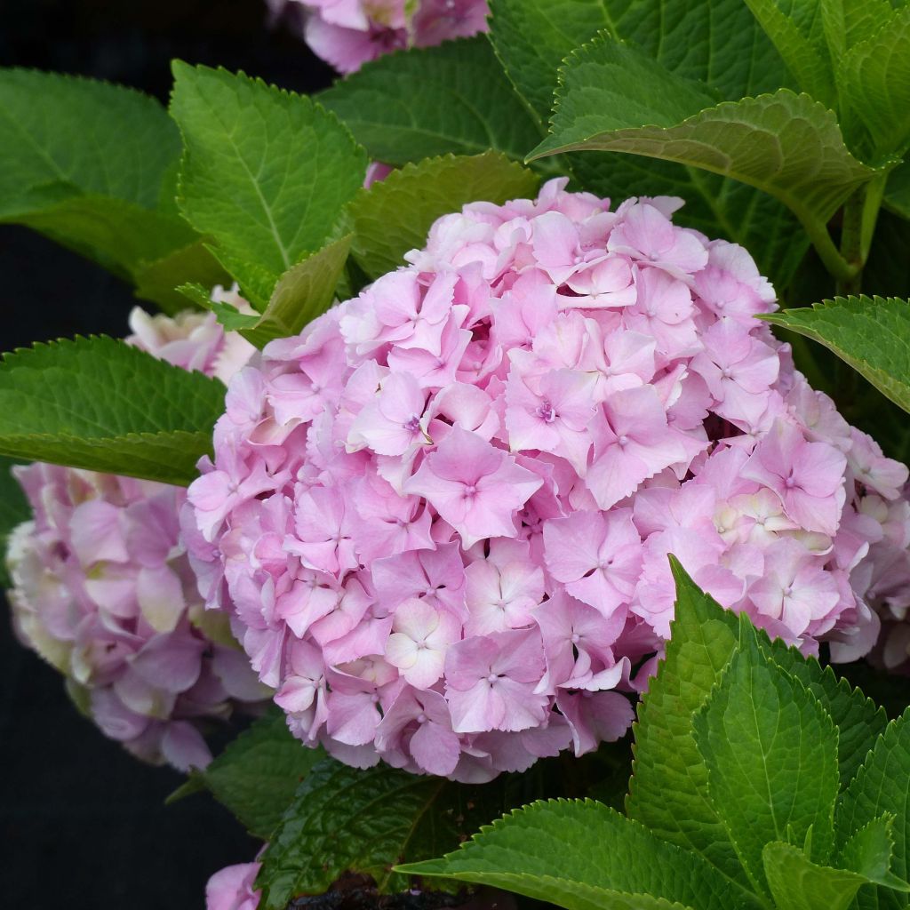 Hydrangea Magical Harmony - Bolhortensia