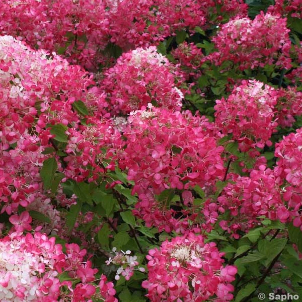 Hydrangea paniculata Diamant Rouge - Pluimhortensia