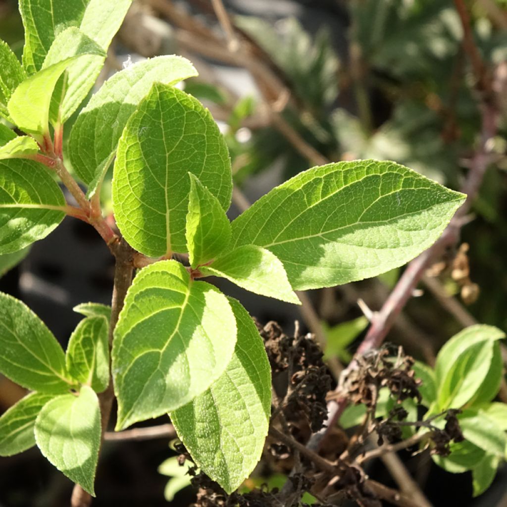 Hydrangea paniculata Mojito - Pluimhortensia
