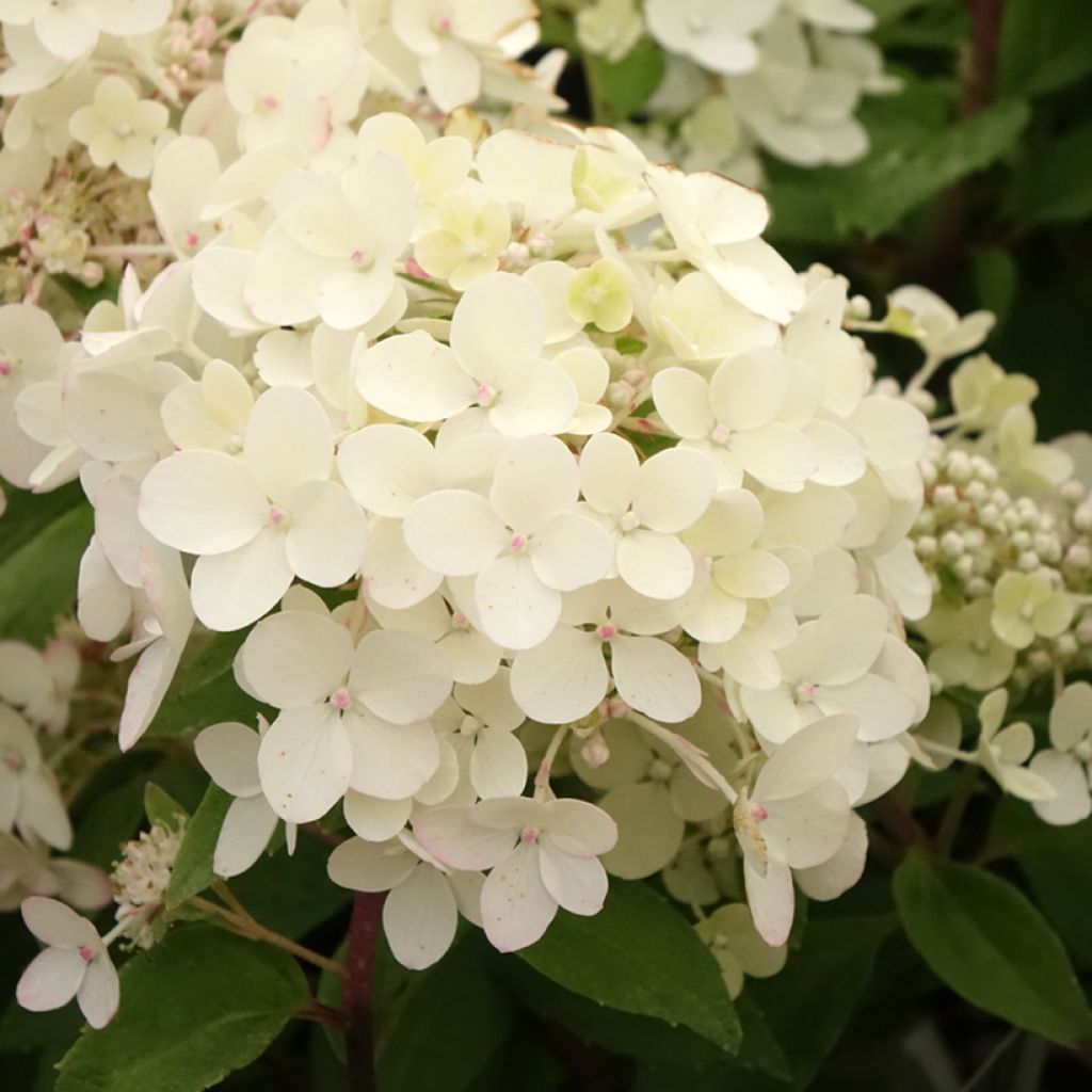 Hydrangea paniculata Petite Star - Dwergpluimhortensia