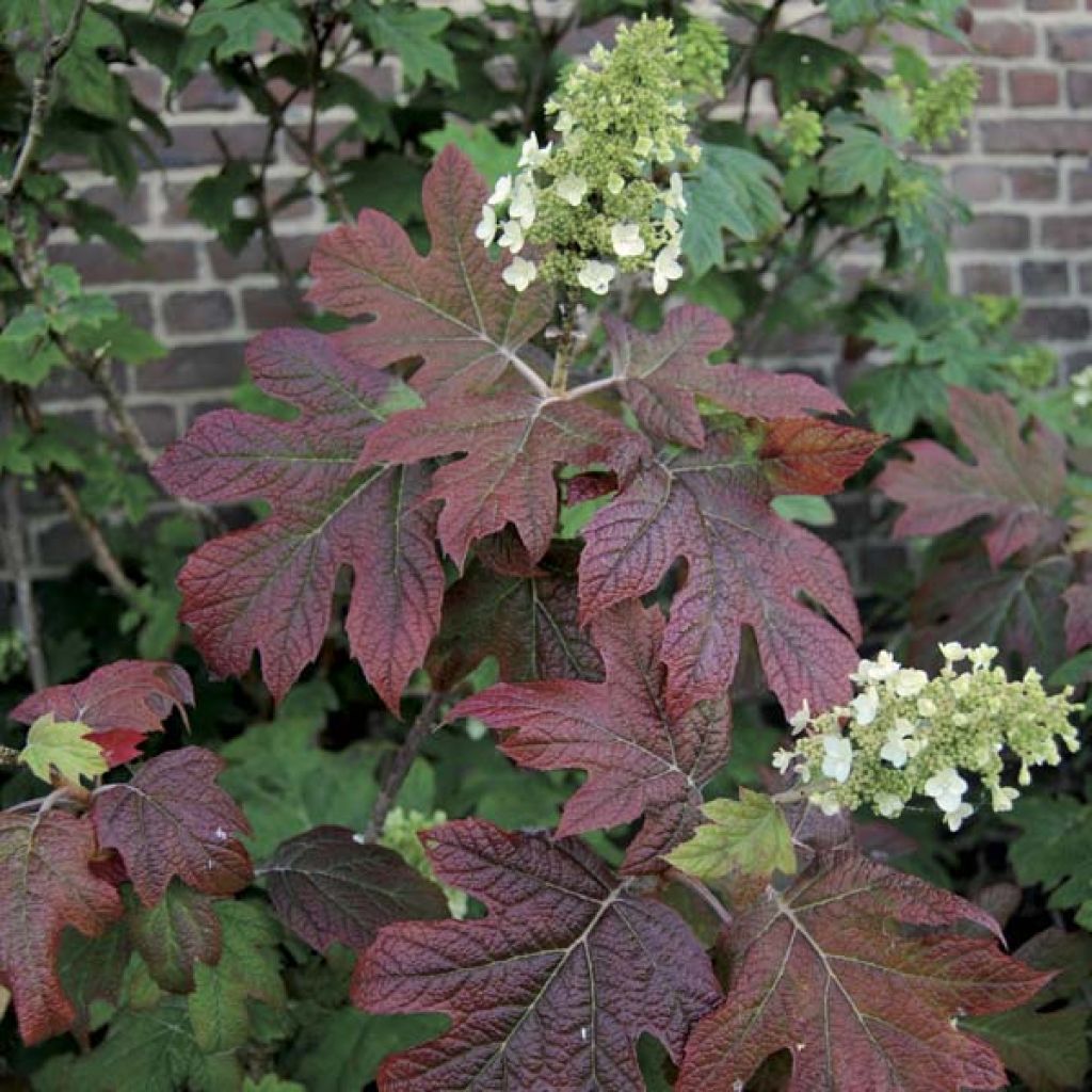 Hydrangea quercifolia Snowflake - Eikenbladhortensia