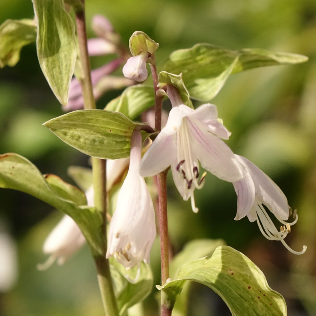 Hosta Allegan Fog - Hartlelie