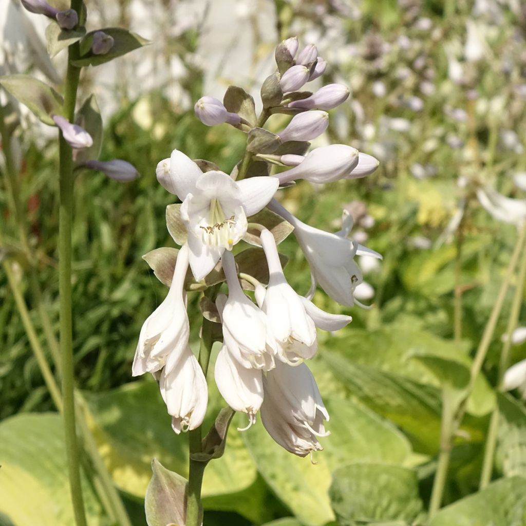 Hosta Alligator Alley - Hartlelie