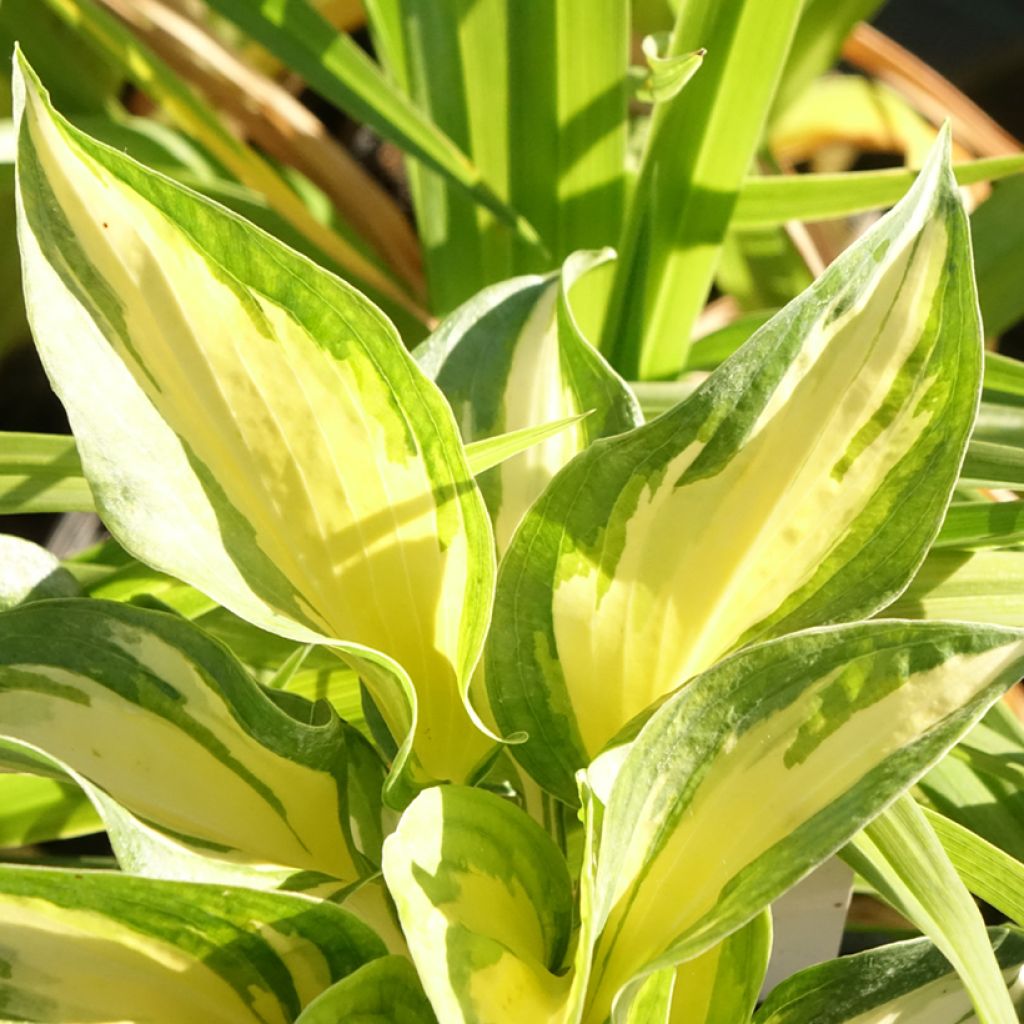 Hosta Beach Boy - Hartlelie