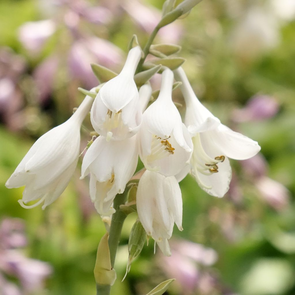 Hosta Big Daddy - Hartlelie