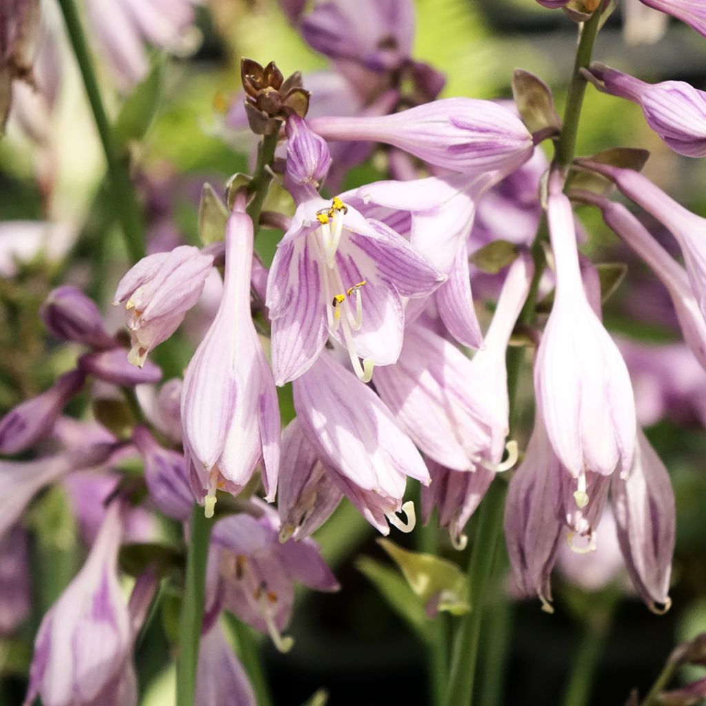 Hosta Blue Cadet - Hartlelie