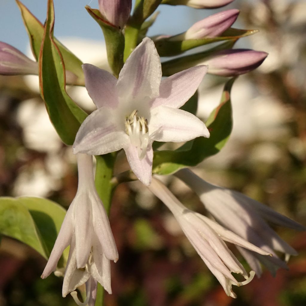 Hosta Blue Flame - Hartlelie