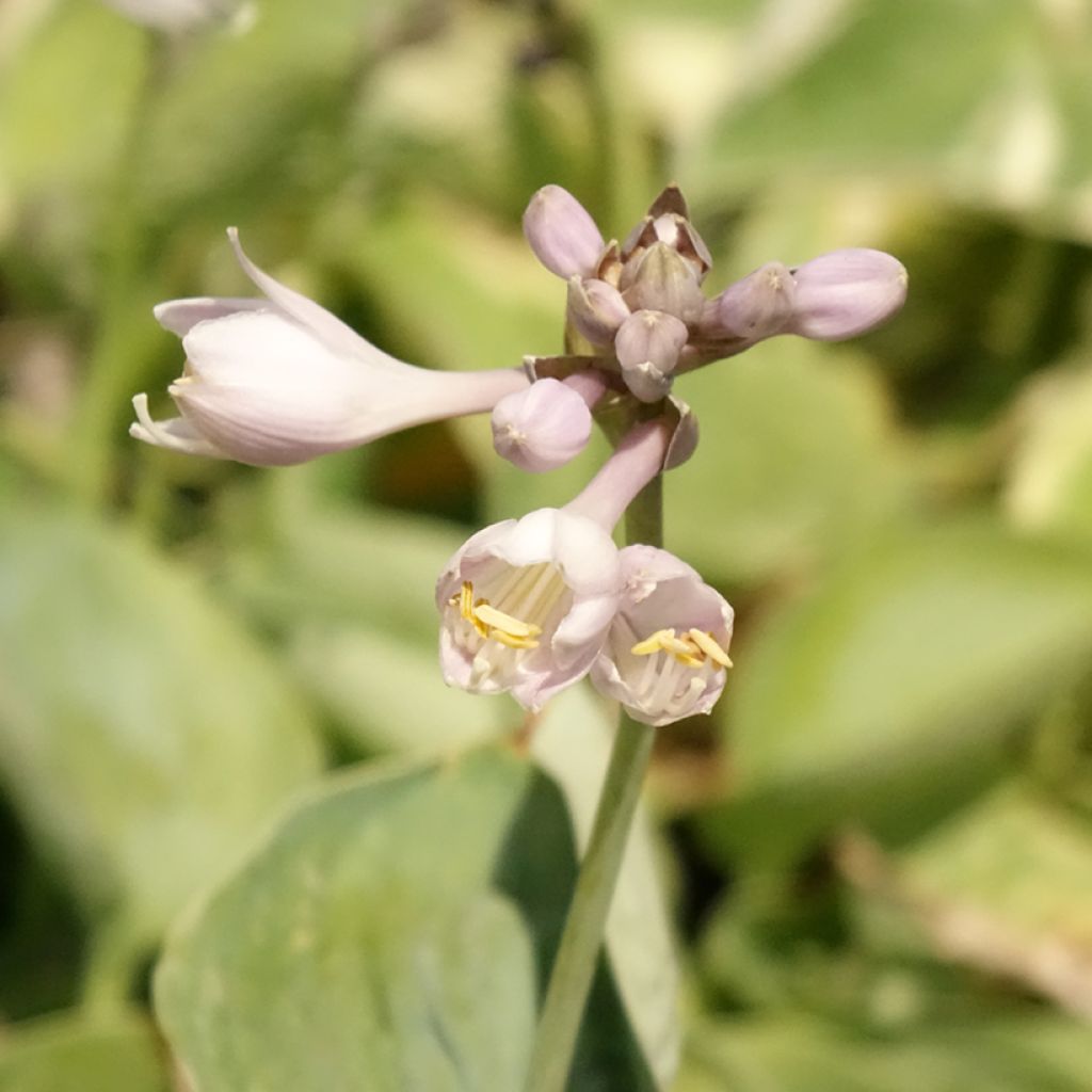 Hosta Blue Umbrellas - Hartlelie