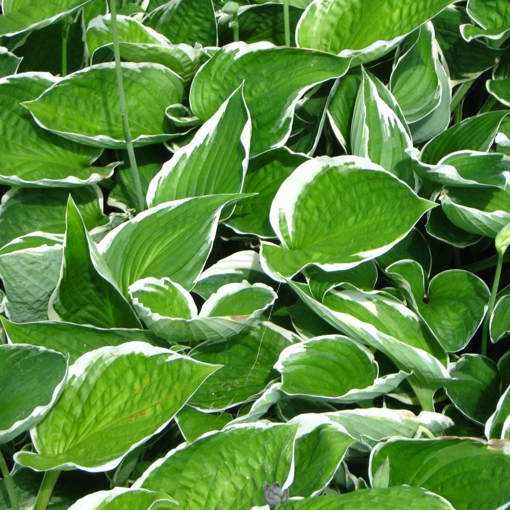 Hosta fortunei Francee - Hartlelie