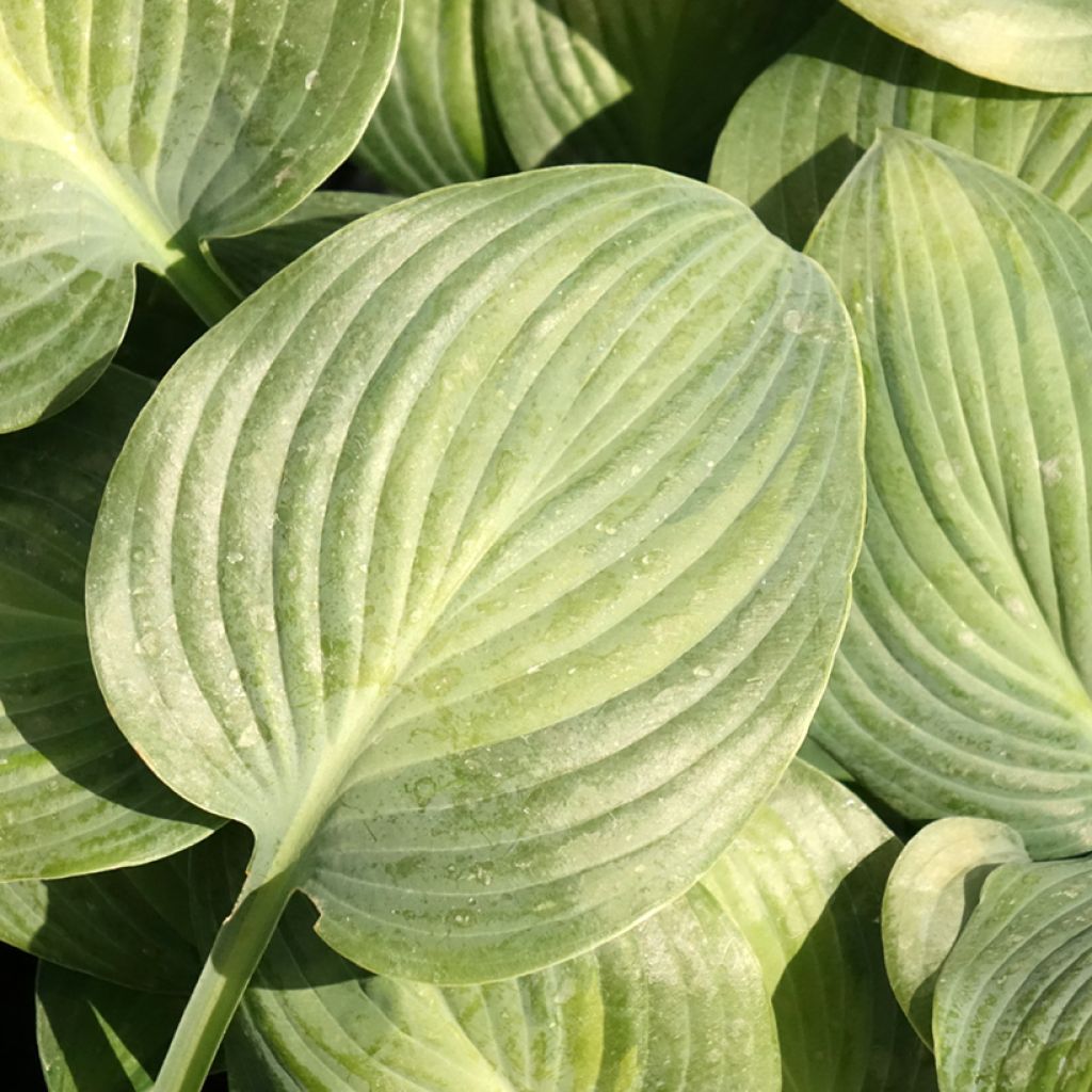 Hosta Goldbrook Glimmer - Hartlelie