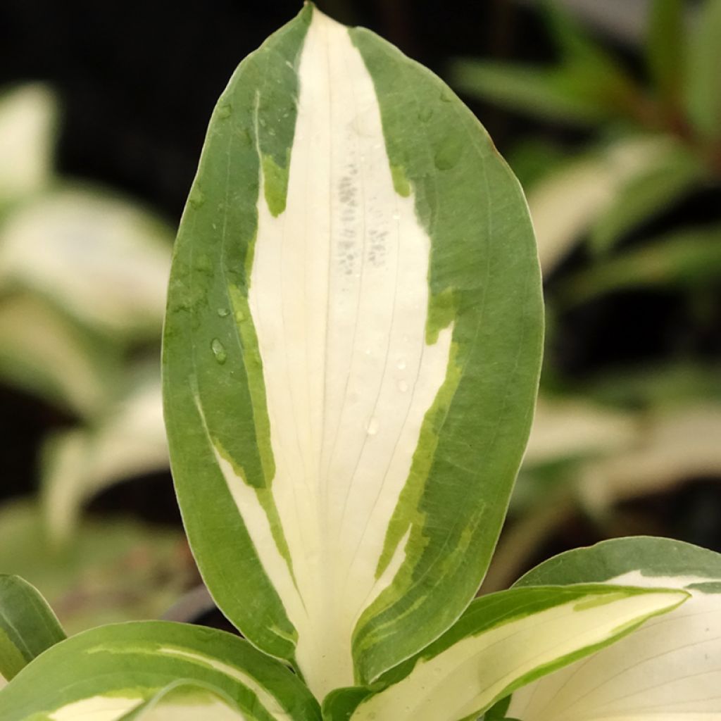 Hosta Hans - Hartlelie