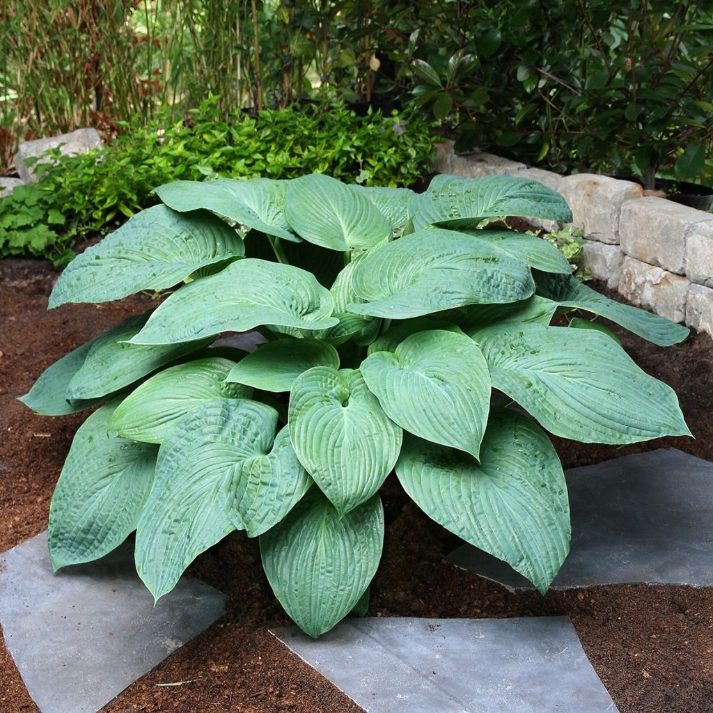Hosta Jurassic Park - Hartlelie