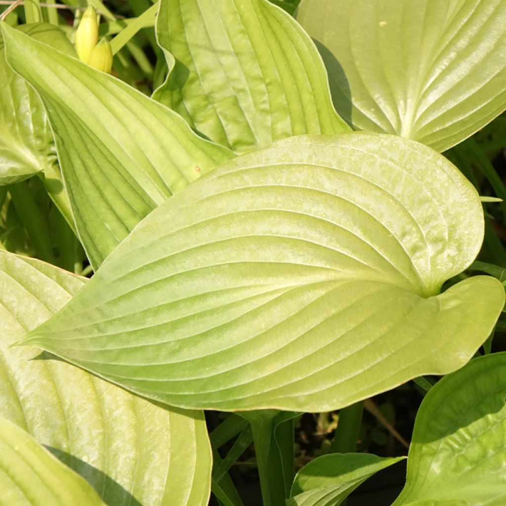 Hosta Lakeside Maverick - Hartlelie