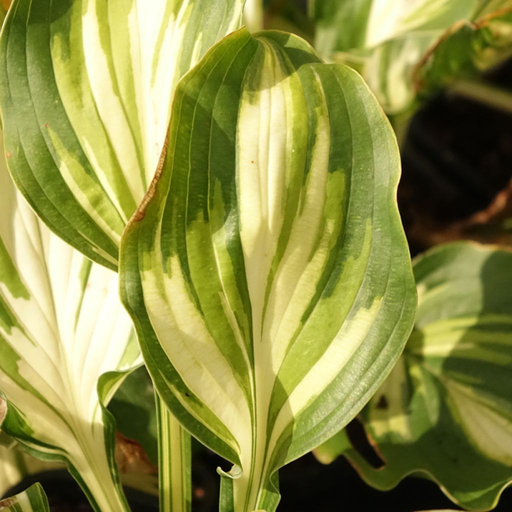 Hosta Lakeside Paisley Print - Hartlelie