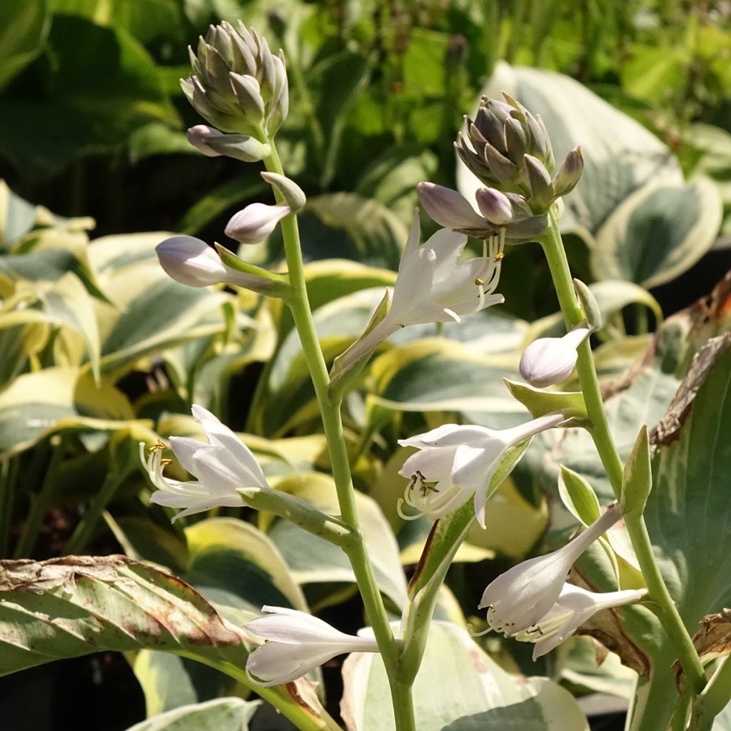 Hosta Orion's Belt - Hartlelie