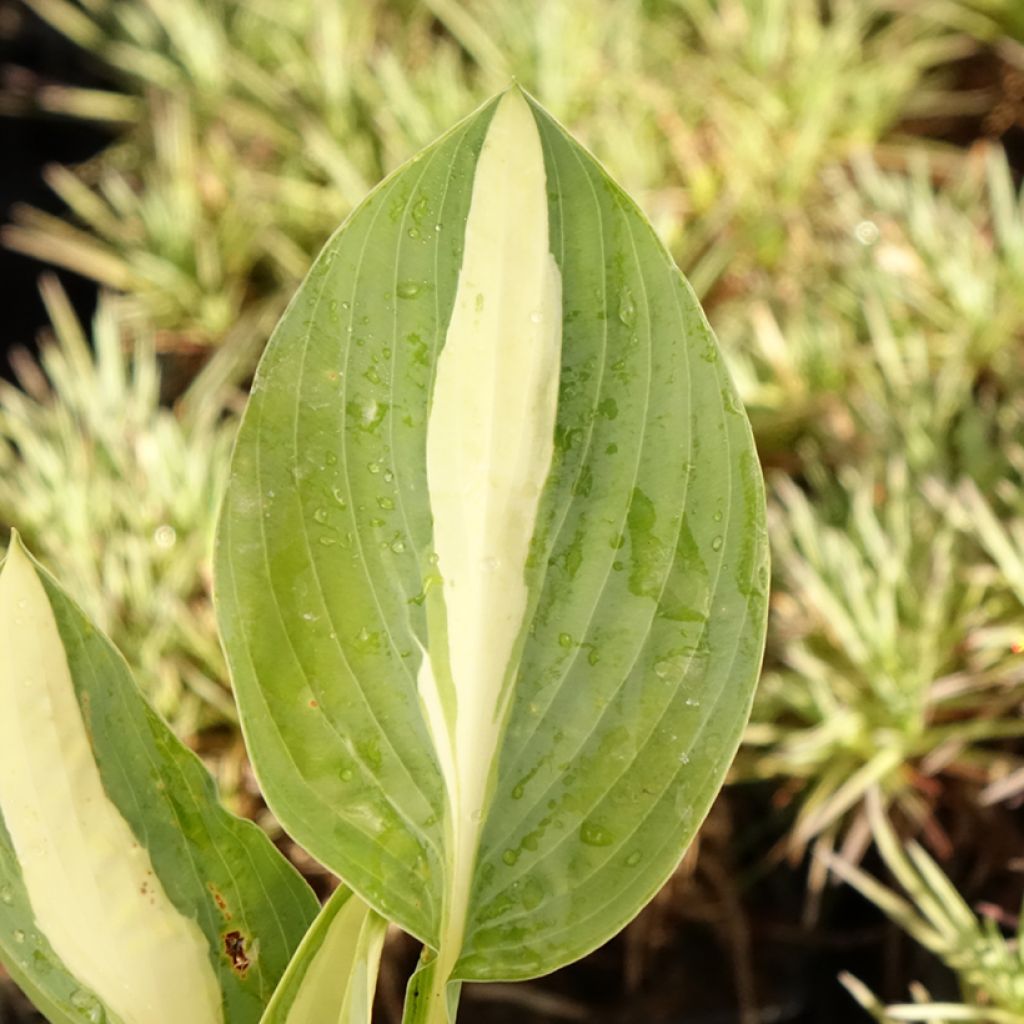 Hosta Pin Up - Hartlelie