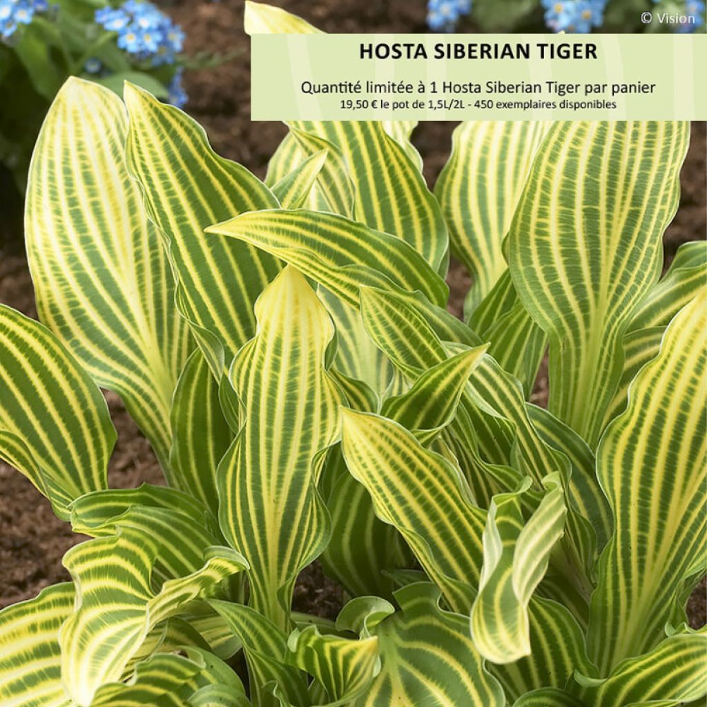 Hosta Siberian Tiger - Hartlelie