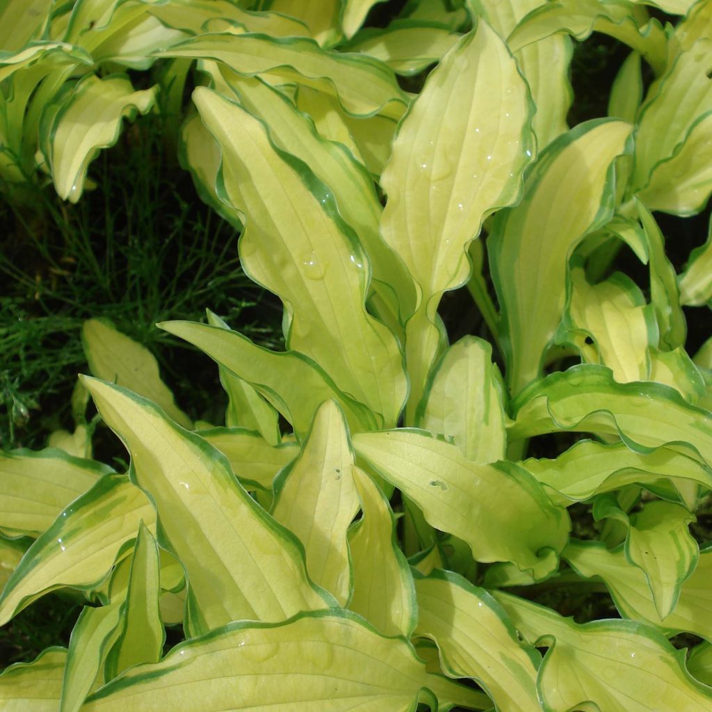 Hosta sieboldii Kabitan - Hartlelie