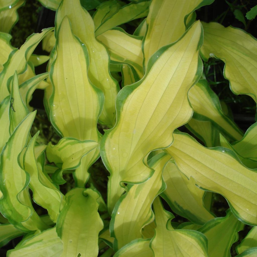 Hosta sieboldii Kabitan - Hartlelie