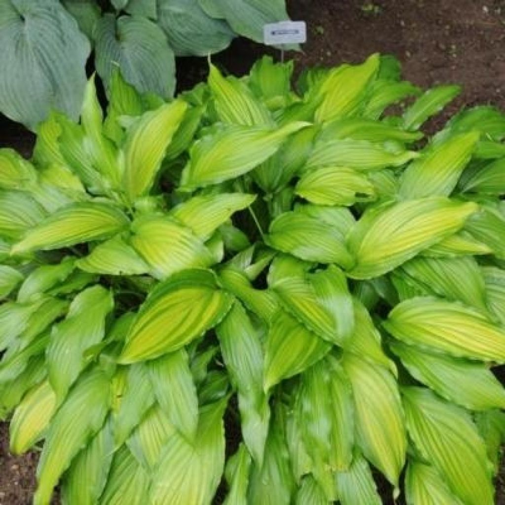 Hosta Spritzer - Hartlelie