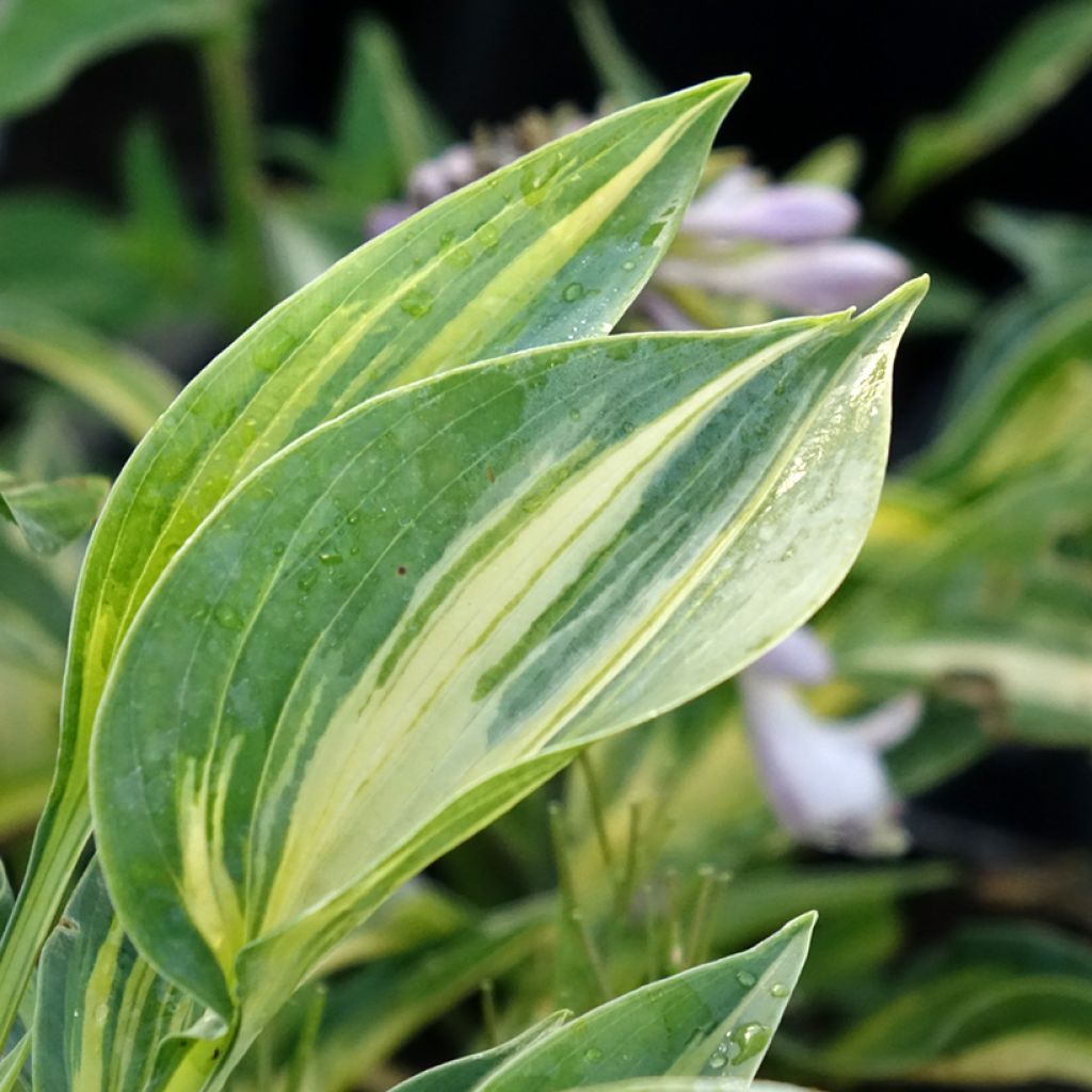 Hosta Stand by Me - Hartlelie
