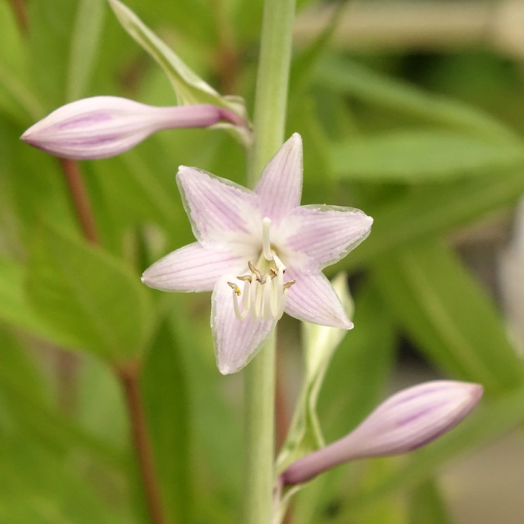 Hosta Striptease - Hartlelie