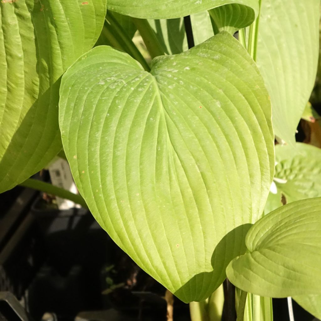 Hosta T Rex - Hartlelie