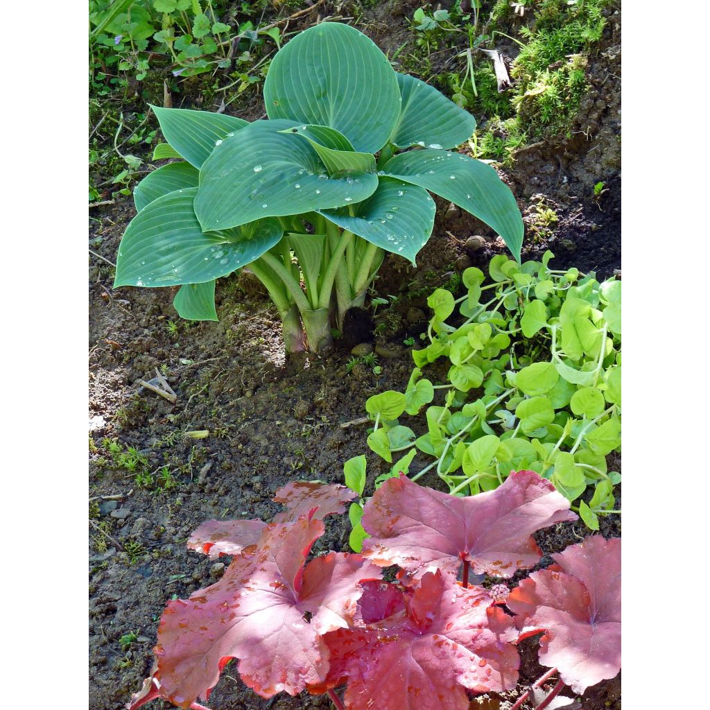 Hosta tardiana Halcyon - Hosta