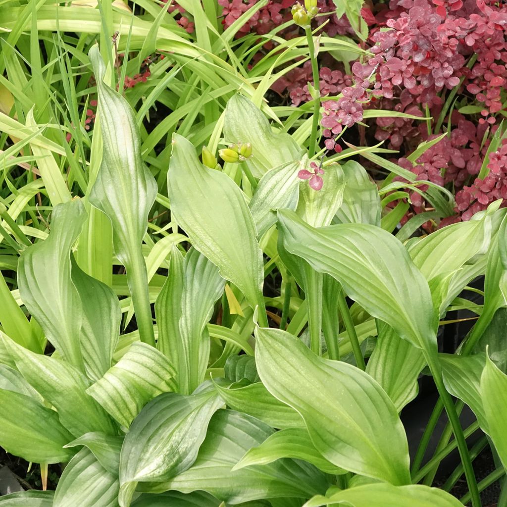 Hosta White Feather - Hartlelie