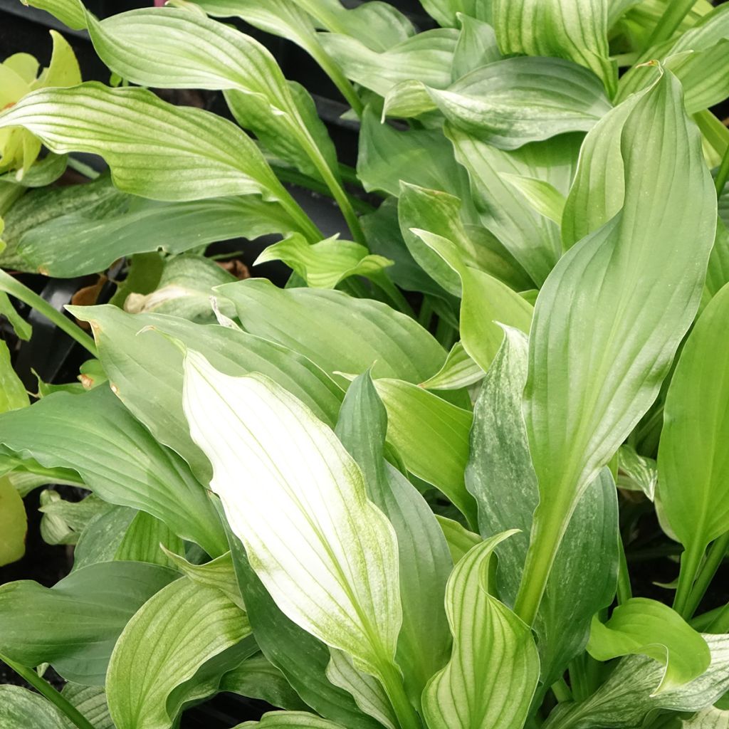 Hosta White Feather - Hartlelie