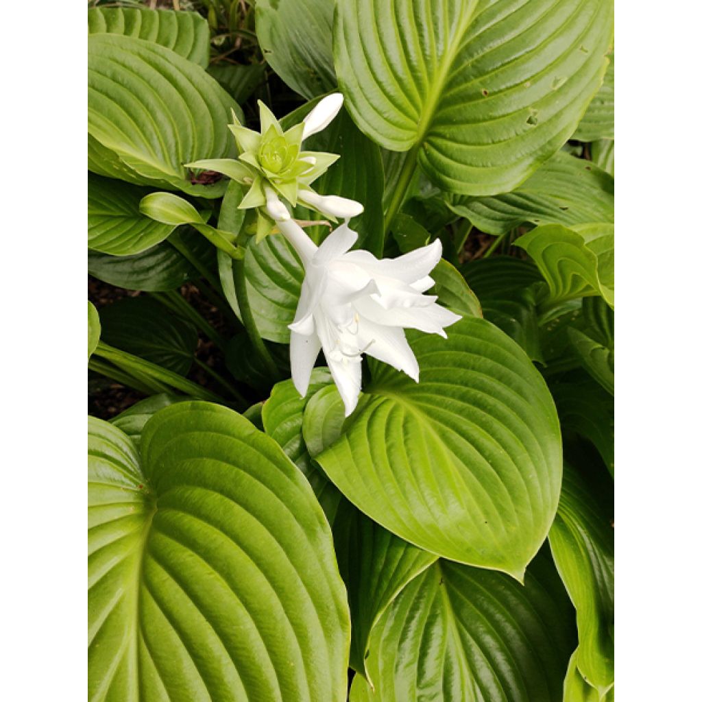 Hosta plantaginea Venus - Hartlelie