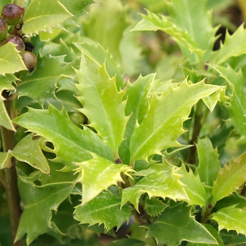 Ilex meserveae Magical Amoro Rosso - Kastanjebladige hulst