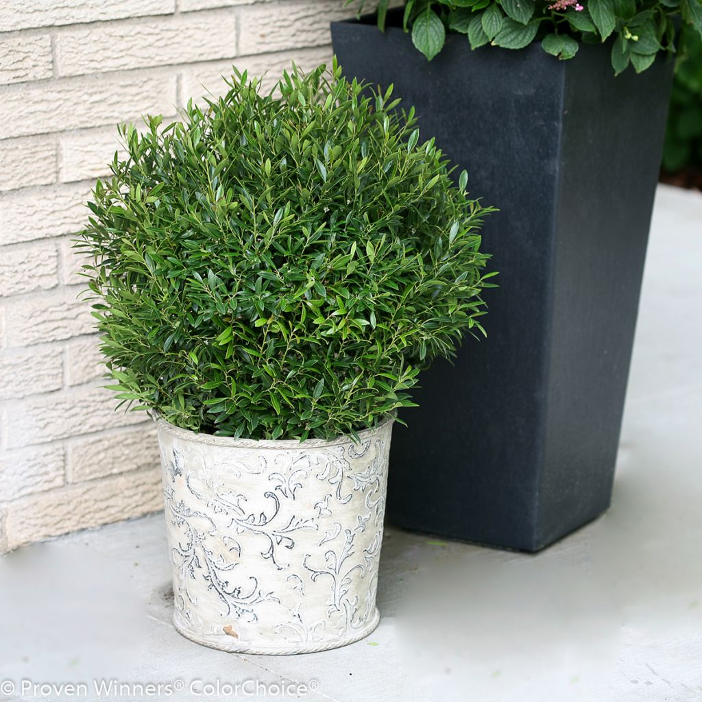 Ilex glabra Gem Box - Hulst