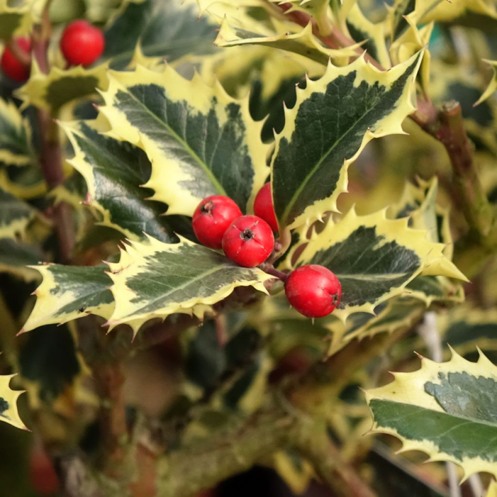 Ilex aquifolium Argenteomarginata - Hulst bont