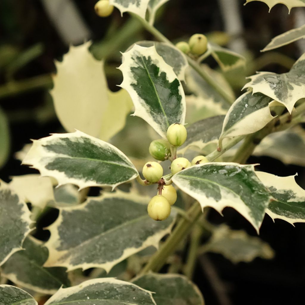 Ilex aquifolium Argenteomarginata - Hulst bont