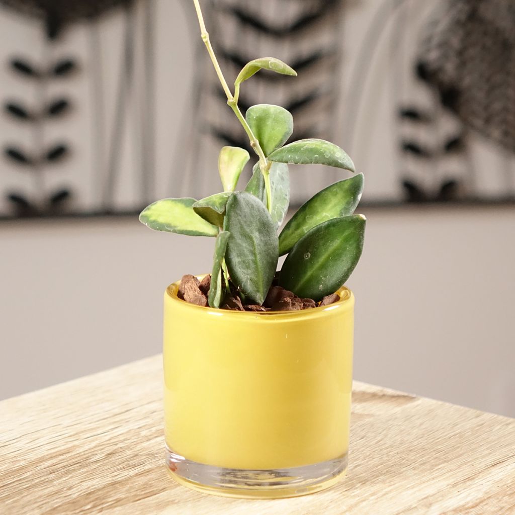 Hoya burtoniae Variegata - Wasbloem