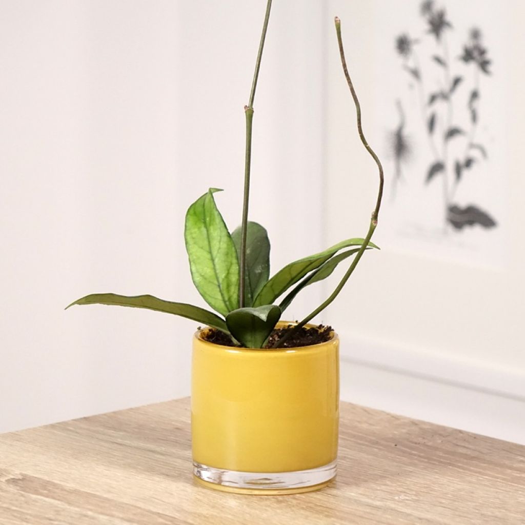 Hoya crassipetiolata - Wasbloem