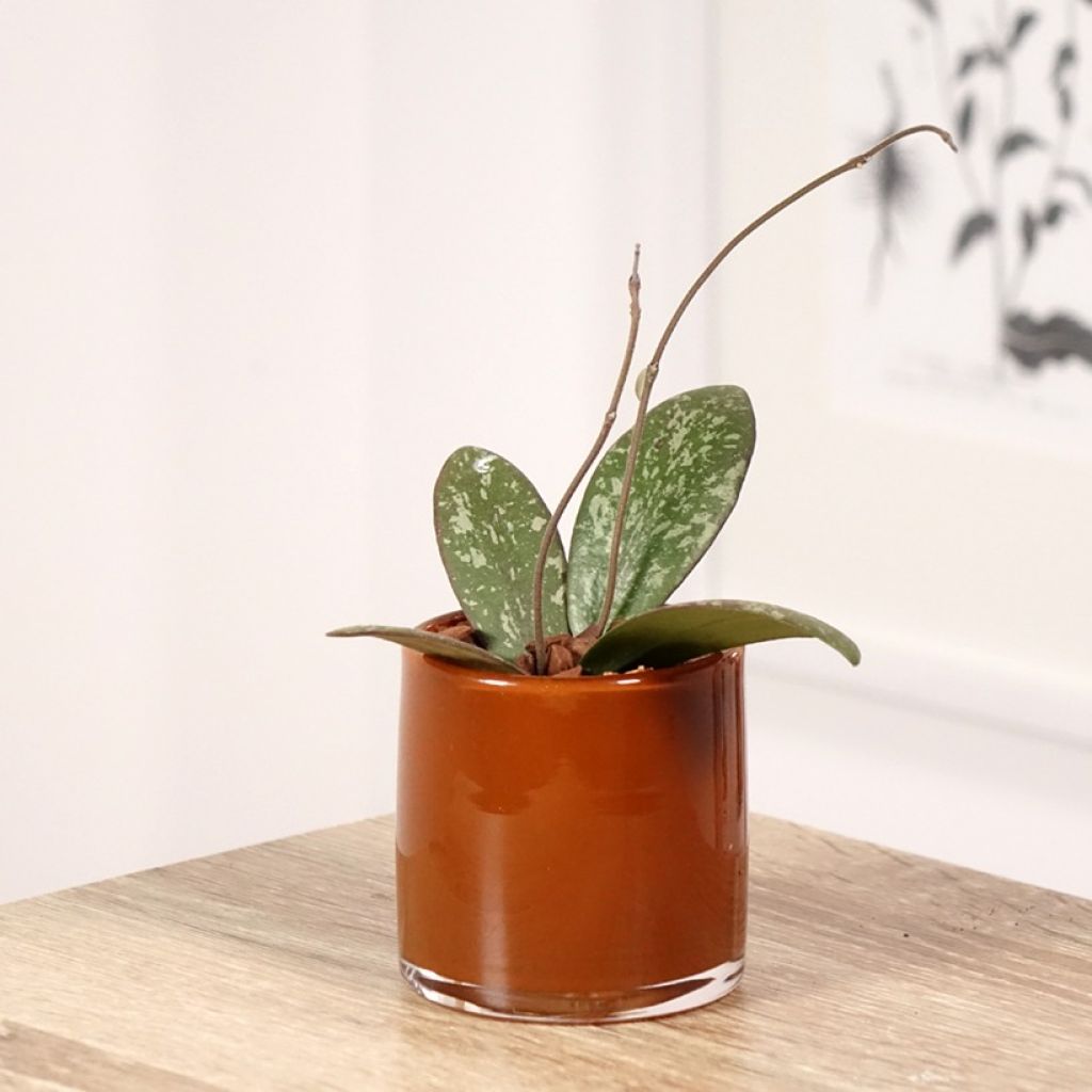 Hoya sigillatis - Wasbloem