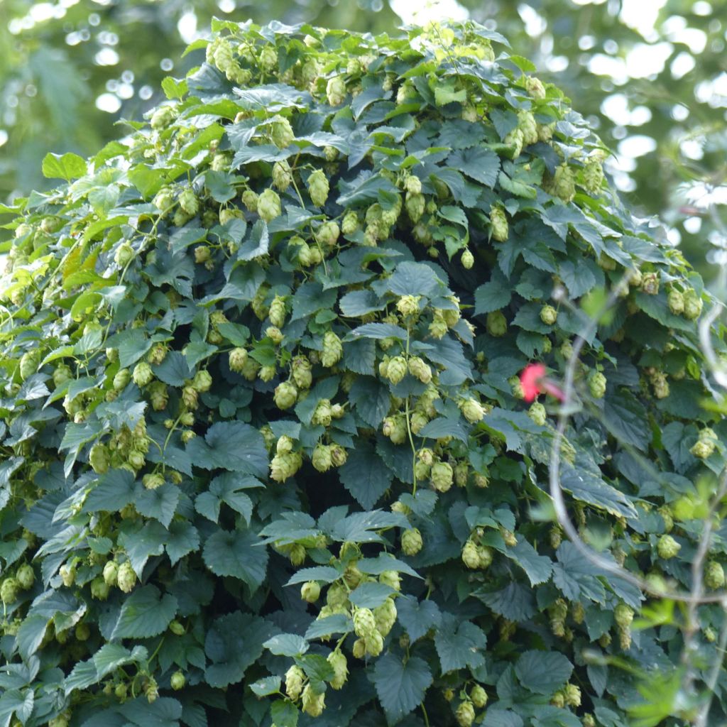 Hop - Humulus lupulus