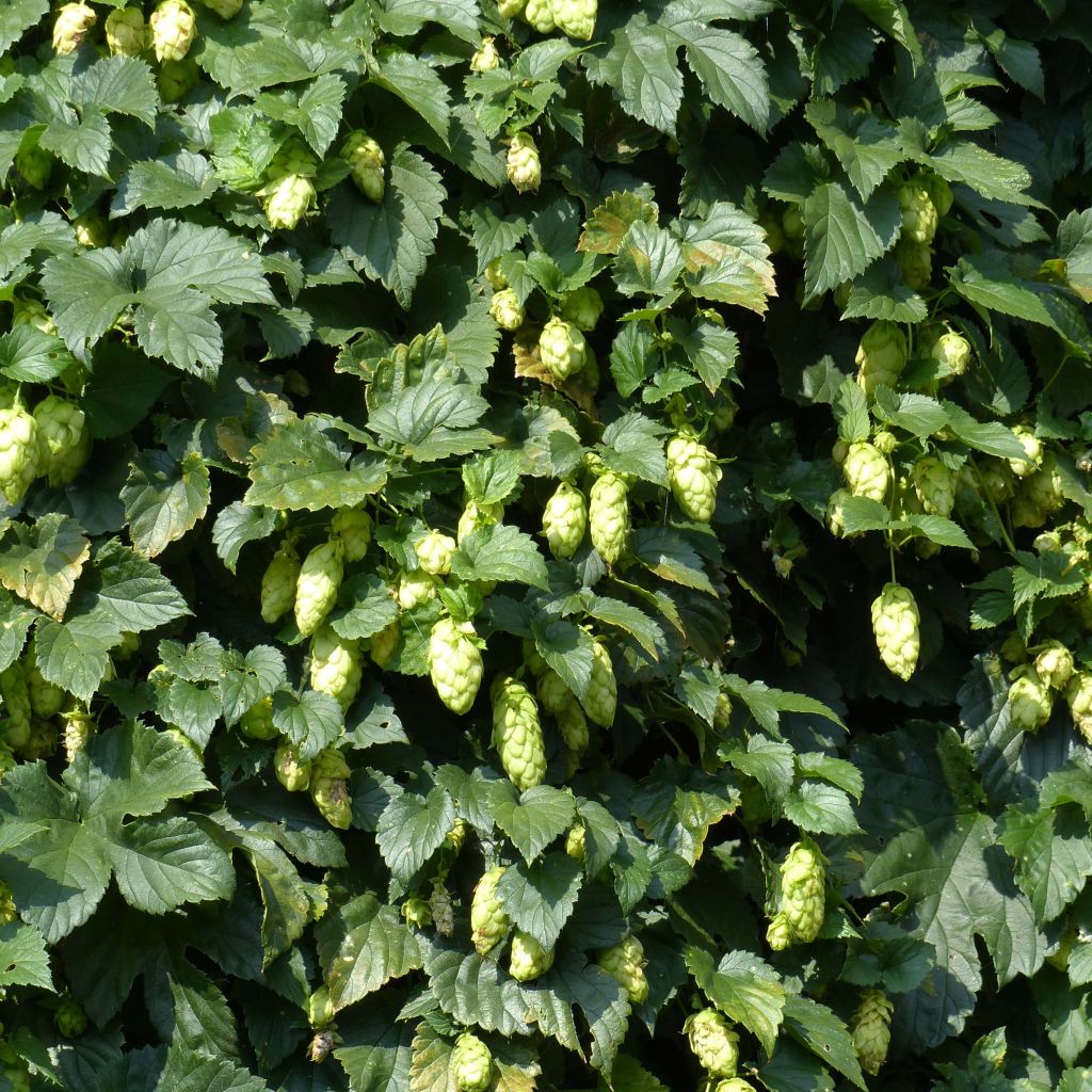 Hop - Humulus lupulus